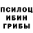 Галлюциногенные грибы Psilocybine cubensis Jibril Builder