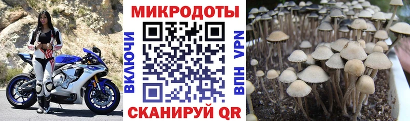 дарк нет наркотические препараты  hydra ссылки  Туапсе  Галлюциногенные грибы Psilocybe 